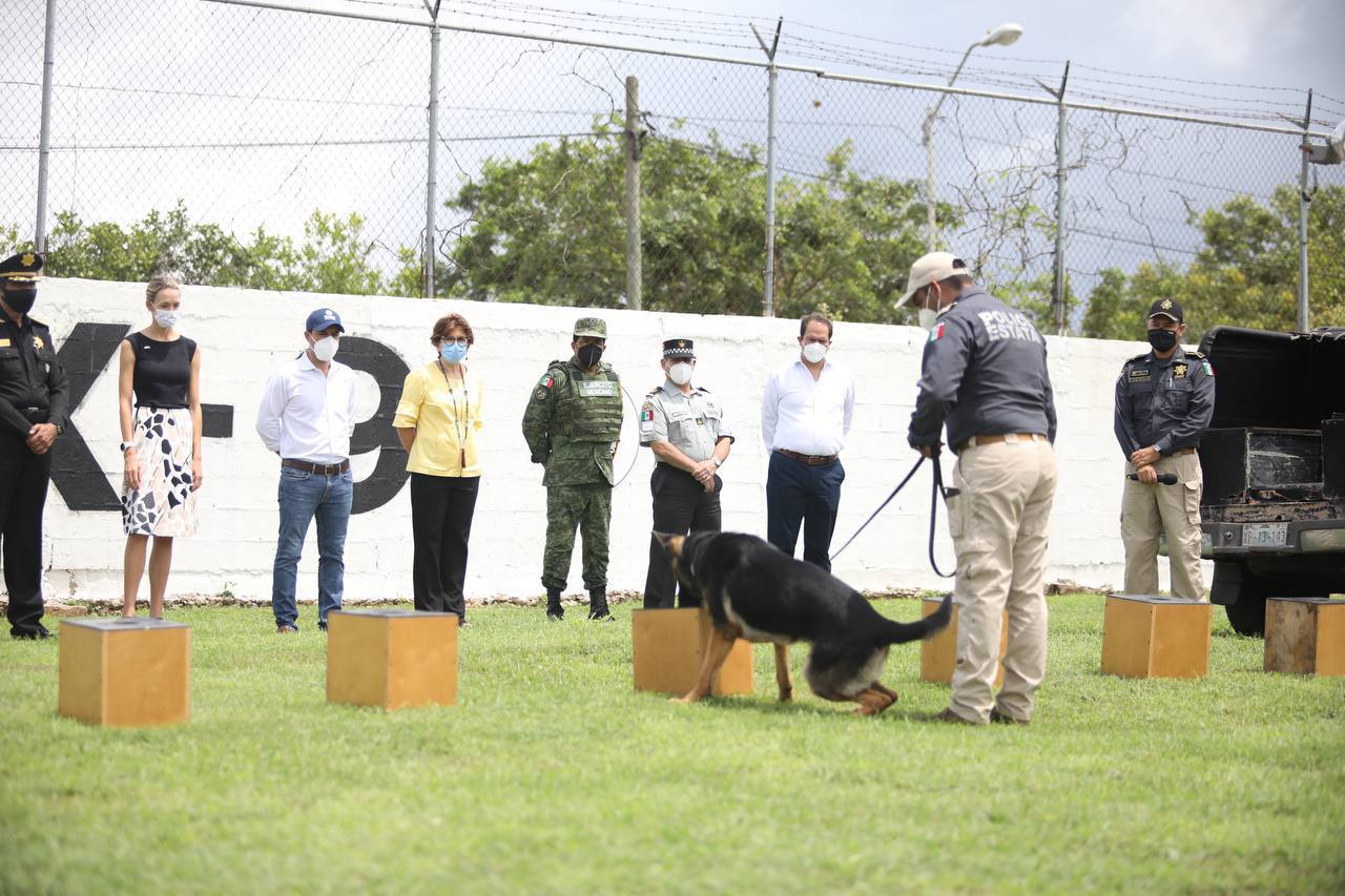 Yucatán adquiere elementos caninos detectores de Covid-19